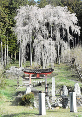 日枝神社前の枝垂れ桜