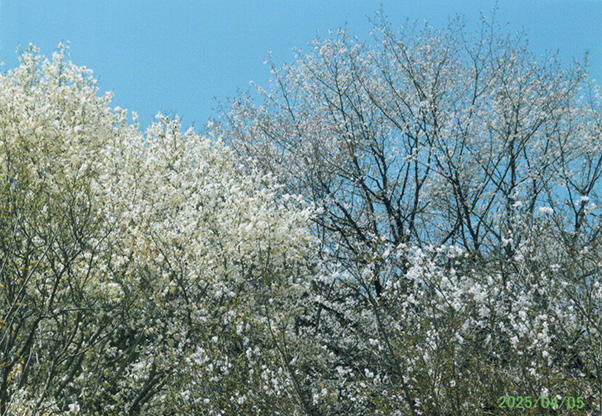 樹齢100年ほどのヤマザクラが元気に開花