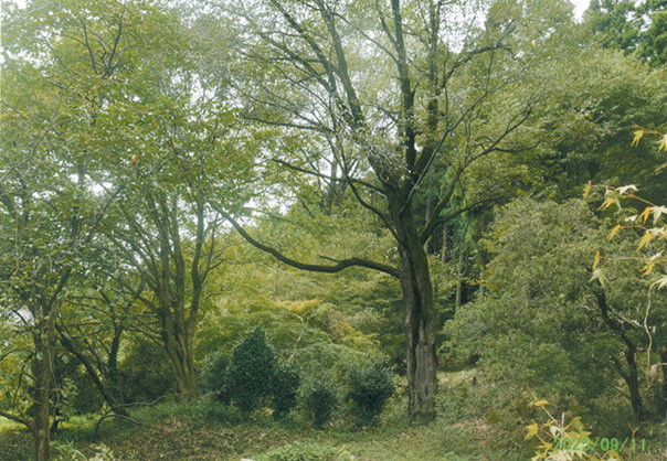 樹齢100年ほどのヤマザクラが元気に開花