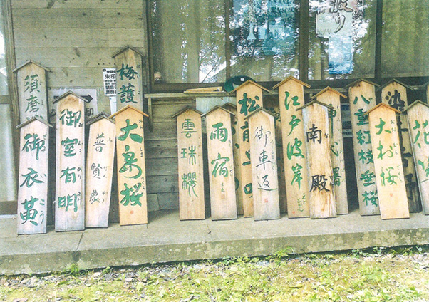 慈光寺坂、霊山坂の桜の育成・保護及び景観維持活動
