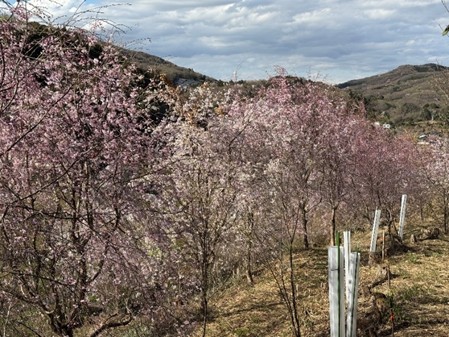 谷組花の会、日影谷地区の里山再生と景観保全